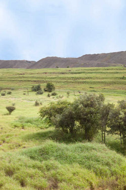 Rehabilitated land Jellinbah Mine